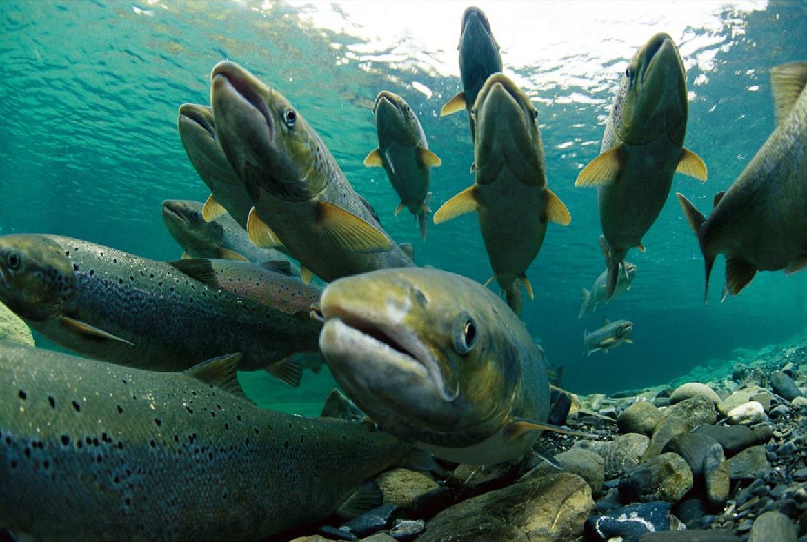 Воспроизводство тихоокеанских лососей увеличится в Приморском крае