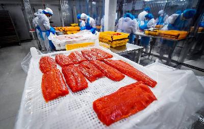 В ФГБУ «ВГНКИ» разрабатывают методику выявления генетически модифицированного атлантического лосося