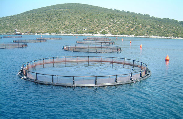 Будущее аквакультуры. Новые технологии выращивания рыбы.