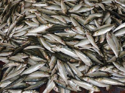 Дальневосточная таможня отметила рост экспорта рыбной продукции в КНР из России