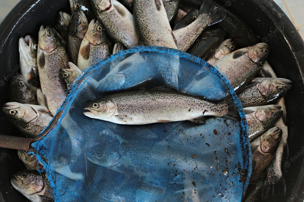 Рыбоводческим хозяйствам предлагают господдержку по шести направлениям