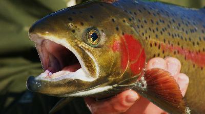 Общественный совет при Росрыболовстве рассмотрел вопросы промысла лососей на реке Амур
