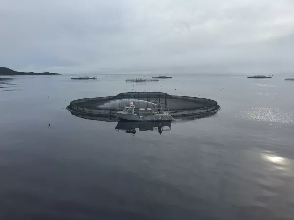 На норвежских фермах продолжает гибнуть рыба