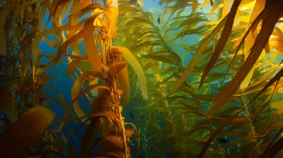 Новые источники белка из гороха и водорослей помогут снизить расходы на органическое производство морского леща и радужной форели