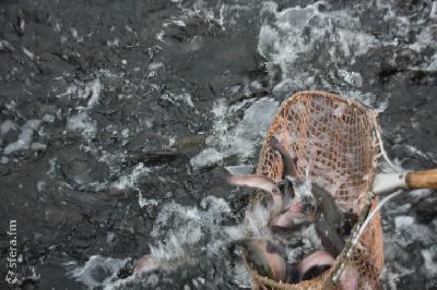 Нулевые ставки на ввоз молоди лосося и форели ЕАЭС продлил до конца 2024 года