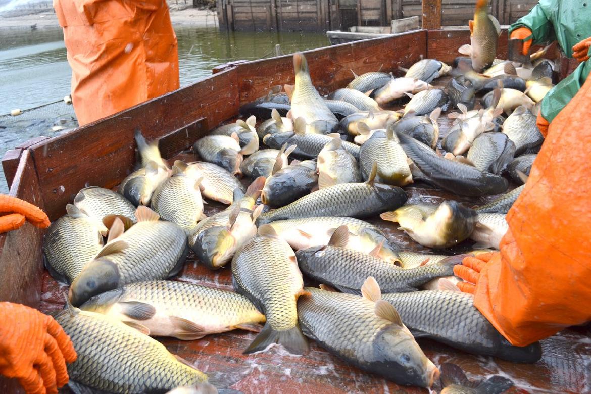 Брянские парламентарии задумались о популяризации товарного рыбоводства