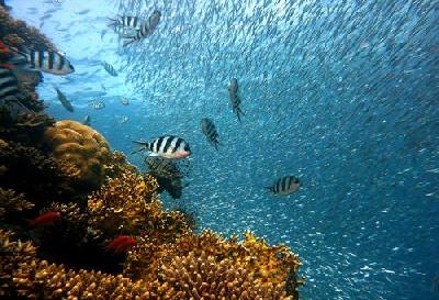 Морская промышленная революция ставит все биоразнообразие океана под угрозу исчезновения