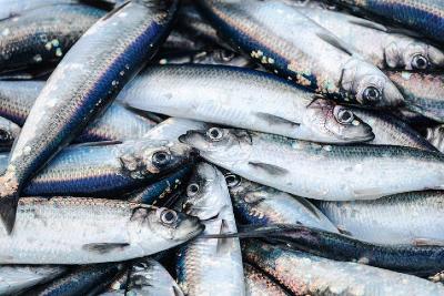 Сельдь из Дании завернули. Экономисты оценили риски запрета ввоза рыбы в РФ