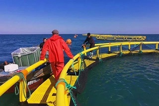COVID потопил норвежскую компанию по производству оборудования для аквакультуры 