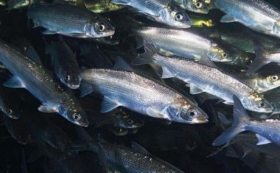 Рыбоводам Новгородской области возместят часть расходов на корма