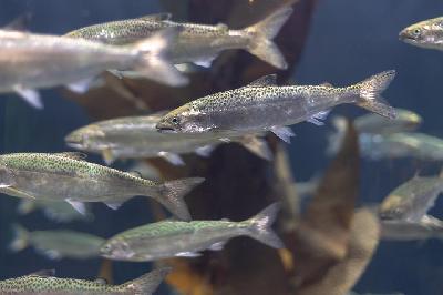 Топ 5 самой выгодной рыбы и морепродуктов в резервуарной аквакультуре